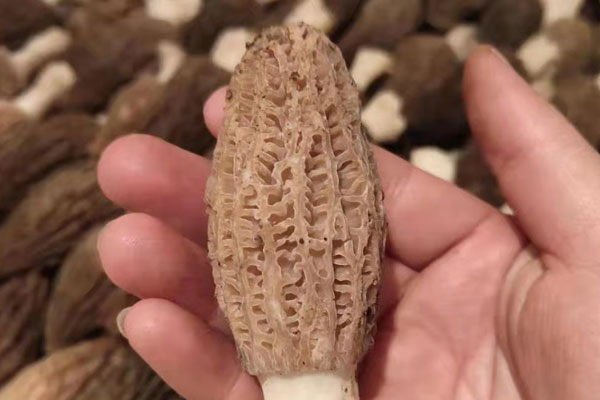 乳腺囊腫應(yīng)該怎么吃羊肚菌 乳腺囊腫應(yīng)該怎么吃羊肚菌