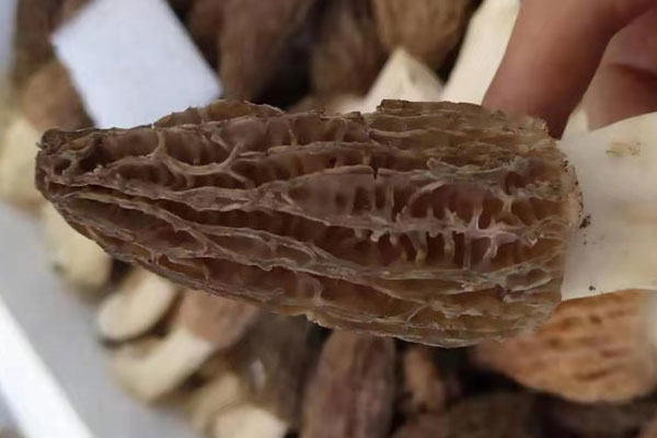 甲狀腺炎可以吃羊肚菌嗎，羊肚菌一般幾月份種植