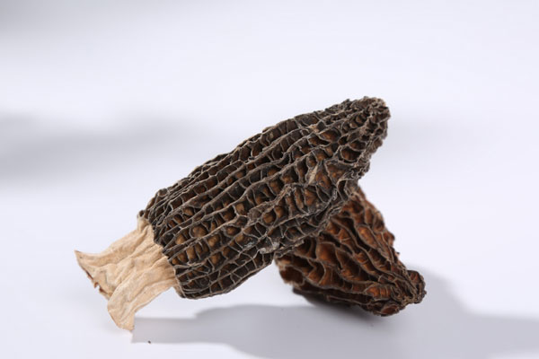 羊肚菌幾月份種 羊肚菌幾月份種