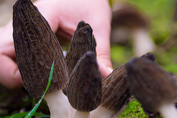傷口結(jié)痂可以吃羊肚菌嗎，新鮮羊肚菌怎么保存得比較久
