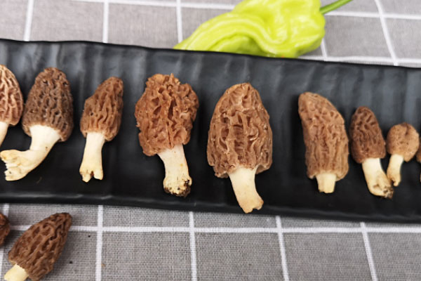 2歲孩子吃羊肚菌一次幾個(gè) 2歲孩子吃羊肚菌一次幾個(gè)