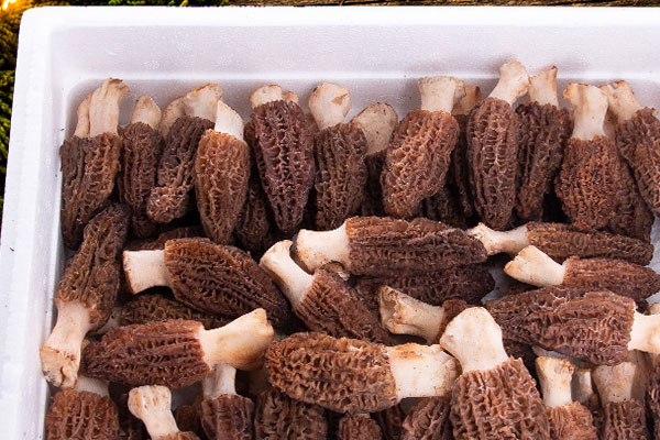 腦動(dòng)脈瘤手術(shù)后能吃羊肚菌嗎，2歲寶寶吃羊肚菌一次幾個(gè)