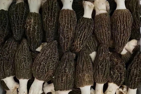 吃羊肚菌會導(dǎo)致月經(jīng)推遲嗎，來例假能喝羊肚菌湯嗎