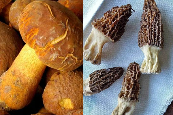 牛肚菌和羊肚菌有哪些區(qū)別 牛肚菌和羊肚菌有哪些區(qū)別