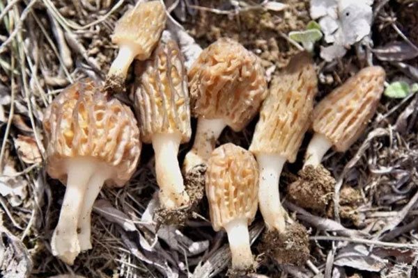 羊肚菌是蘑菇嗎，牛肚菌和羊肚菌的區(qū)別