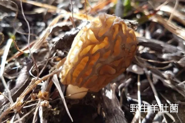 羊肚菌有野生的嗎，羊肚菌野生和養(yǎng)殖的區(qū)別