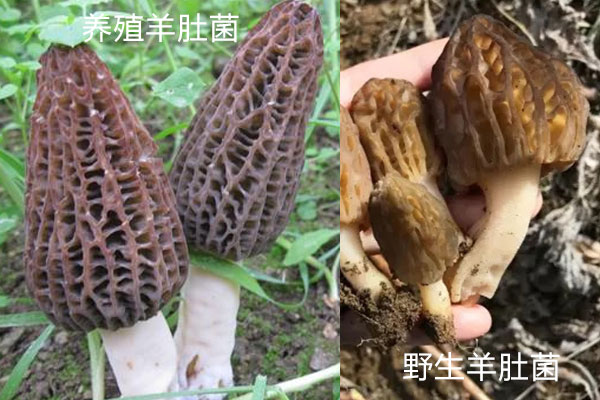 羊肚菌野生和養(yǎng)殖有哪些區(qū)別 羊肚菌野生和養(yǎng)殖有哪些區(qū)別