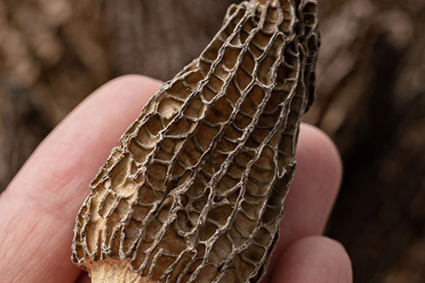 羊肚菌有哪些相克的食物 羊肚菌有哪些相克的食物