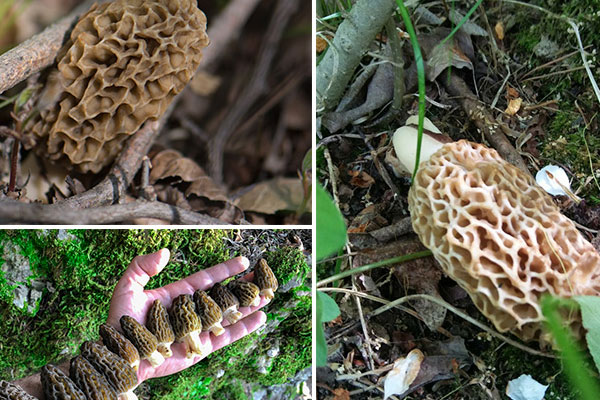 長期吃羊肚菌好不好，男人吃羊肚菌好不好