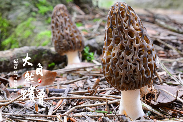 野生羊肚菌如何分辨 野生羊肚菌如何分辨