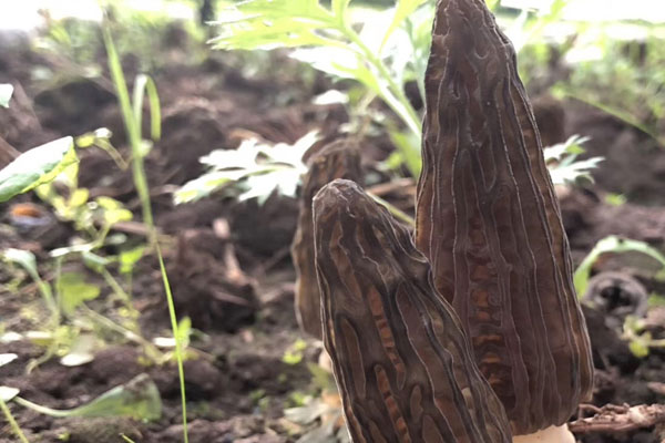 羊肚菌不出菇是什么原因 羊肚菌不出菇是什么原因