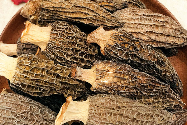 人工種植羊肚菌通風(fēng)不好有影響嗎 人工種植羊肚菌通風(fēng)不好有影響嗎