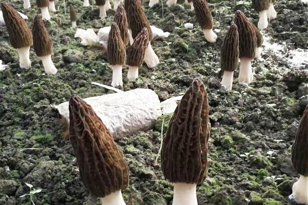 羊肚菌冬天耐寒多少度，羊肚菌菌絲可奈幾度低溫