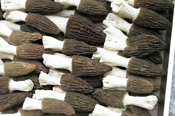 羊肚菌菌絲能夠抵抗幾度 羊肚菌菌絲能夠抵抗幾度
