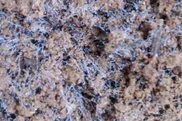 羊肚菌的菌絲是怎樣的 羊肚菌的菌絲是怎樣的