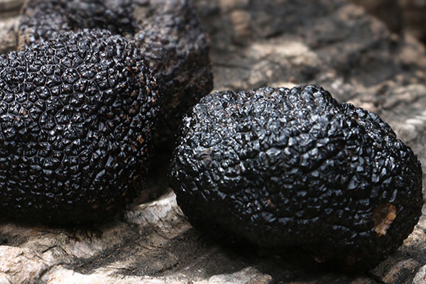 新鮮松露燉雞放多少個(gè)，松露燉雞隔夜了能吃嗎