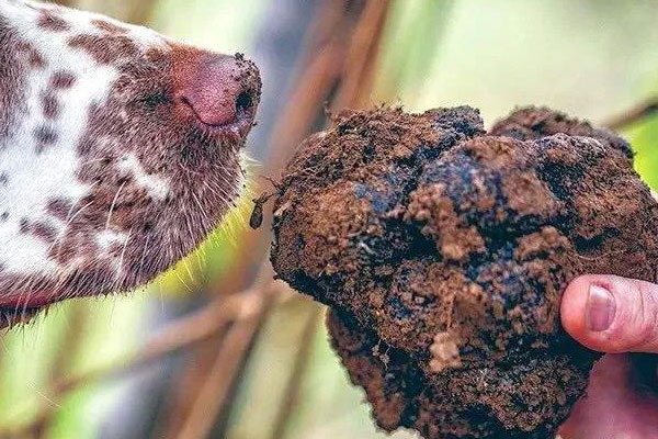云南為什么是松露的主產地 云南為什么是松露的主產地