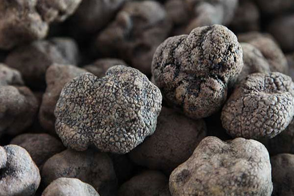 鮮松露保存前需要洗去泥嗎