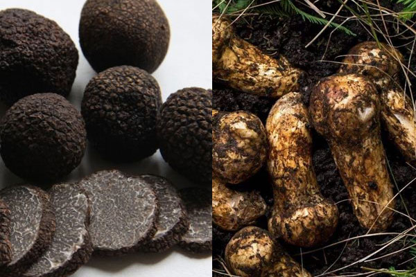 松茸和松露哪個(gè)適合產(chǎn)婦，月子里可以吃松露嗎