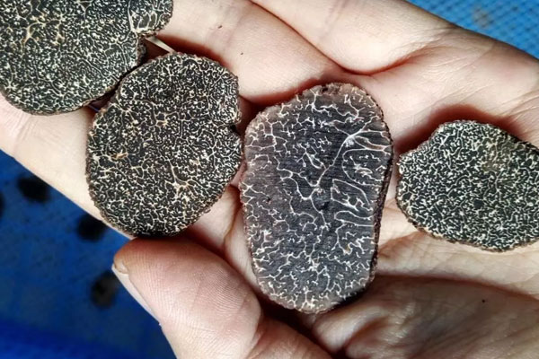 六歲寶寶能吃黑松露嗎 六歲寶寶能吃黑松露嗎