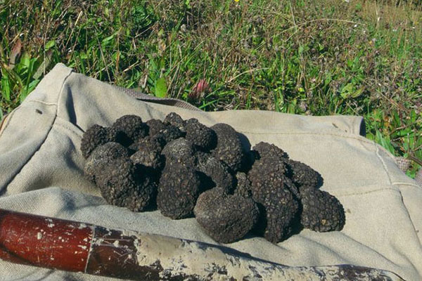 孕婦早期每天吃多少黑松露，孕婦能吃黑松露醬嗎