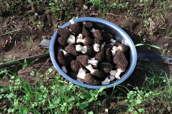 羊肚菌炒土豆片的功效作用與營養(yǎng)價值 羊肚菌炒土豆片的功效作用與營養(yǎng)價值