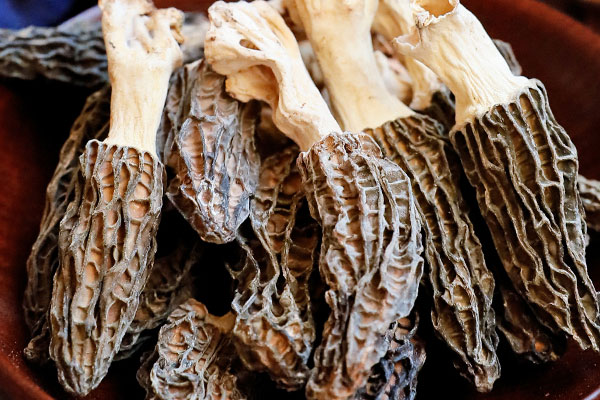 韭菜炒羊肚菌的功效作用與營(yíng)養(yǎng)價(jià)值 韭菜炒羊肚菌的功效作用與營(yíng)養(yǎng)價(jià)值