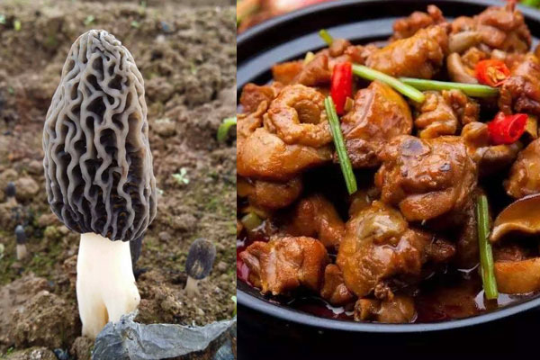 羊肚菌紅燒雞塊的做法，要不要焯水