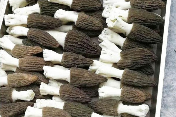 羊肚菌紅燒雞塊要焯水嗎 羊肚菌紅燒雞塊要焯水嗎