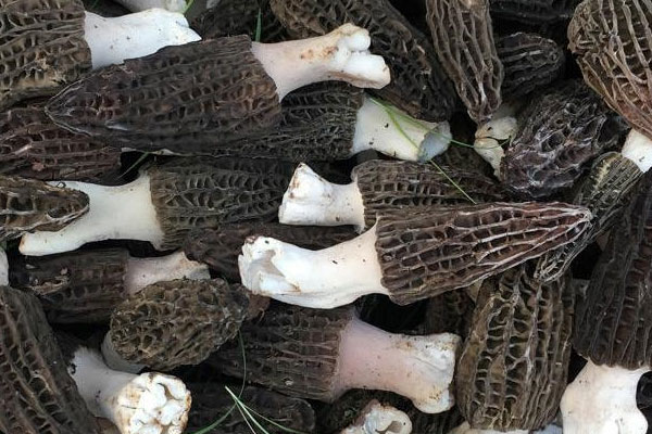 羊肚菌瑤柱雞湯的功效作用與營養(yǎng)價(jià)值 羊肚菌瑤柱雞湯的功效作用與營養(yǎng)價(jià)值