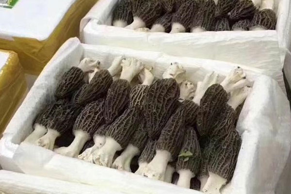 羊肚菌瑤柱花膠煲湯會(huì)發(fā)胖嗎 羊肚菌瑤柱花膠煲湯會(huì)發(fā)胖嗎