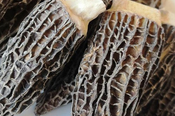 羊肚菌板栗燉雞的禁忌 羊肚菌板栗燉雞的禁忌