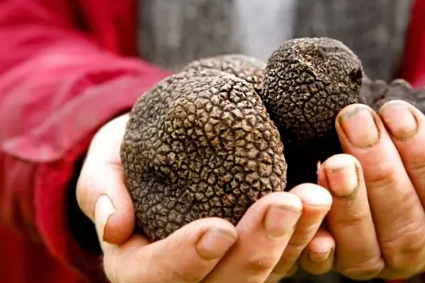 黑松露披薩的做法竅門 黑松露披薩的做法竅門