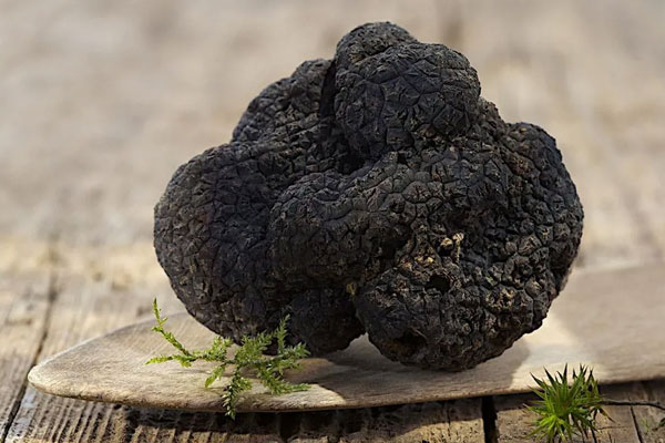 尿酸高可以吃松露嗎，吃黑松露會(huì)導(dǎo)致失眠嗎