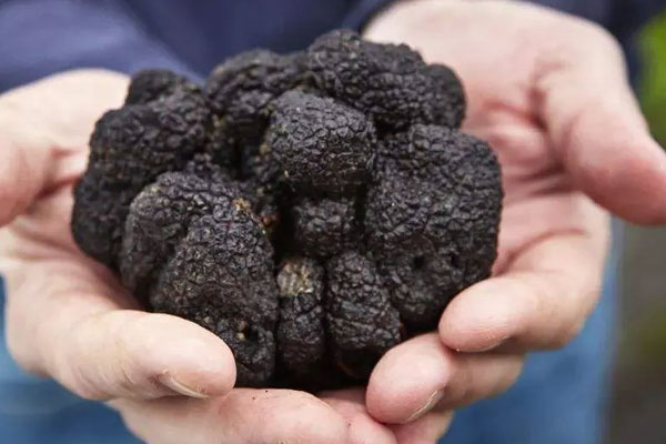 松露會(huì)導(dǎo)致風(fēng)濕嗎，黑松露不能和什么同吃