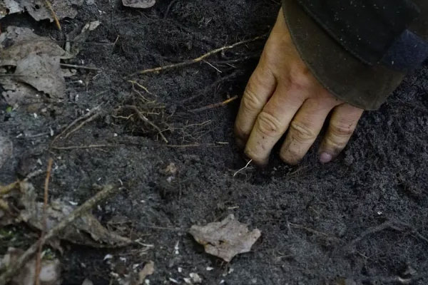 為什么母豬能準確的找到松露 為什么母豬能準確的找到松露