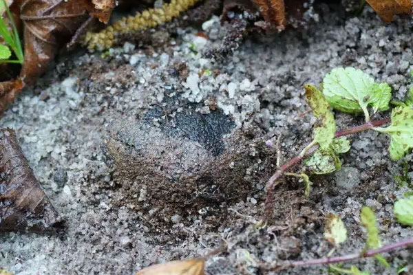 為什么總是說(shuō)云南松露不如法國(guó)松露 為什么總是說(shuō)云南松露不如法國(guó)松露