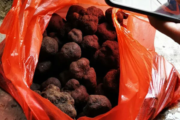 松露是不是發(fā)物，松露屬于寒性的嗎