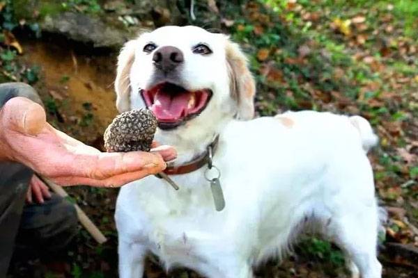 松露是靠什么傳播的