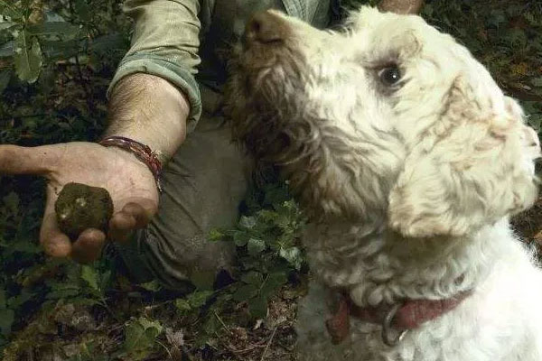 松露是寒性食物嗎