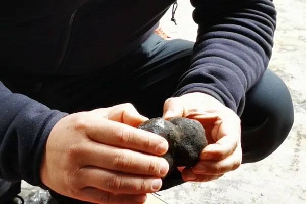 吃松露為什么讓人心情愉悅