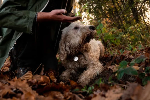 云南菌農(nóng)是怎么找松露的 云南菌農(nóng)是怎么找松露的