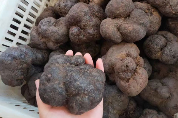 血壓血糖高可以吃松露嗎，云南菌農(nóng)如何找松露