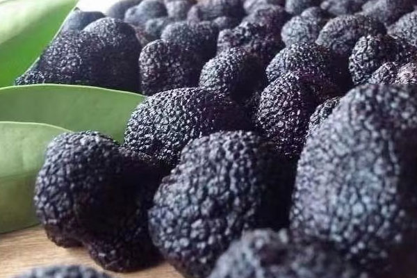 咳嗽能吃黑松露嗎，九個月寶寶能吃黑松露嗎