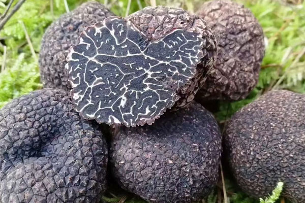 黑松露焗有機(jī)菜花可代替降壓藥嗎 黑松露焗有機(jī)菜花可代替降壓藥嗎