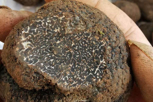 高血壓患者可以吃松露嗎，會有變化嗎