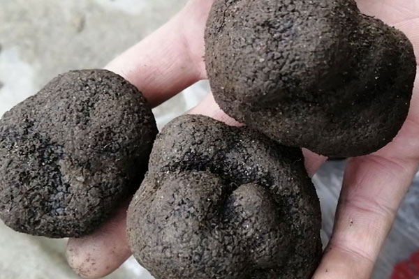 正常血壓吃松露會有變化嗎