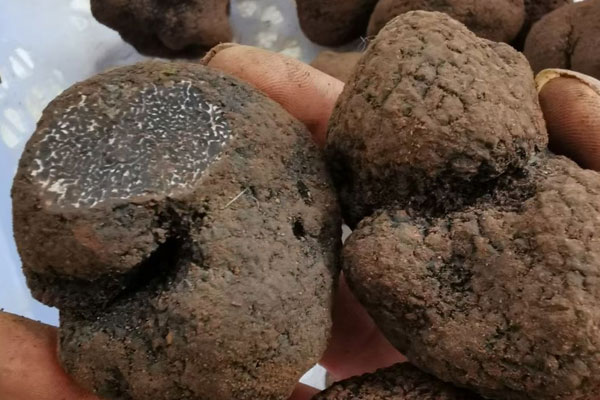 小孩吃松露的誤區(qū)