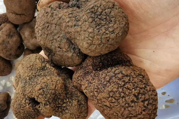 吃了松露拉屎會黑色嗎