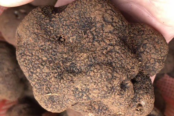 產(chǎn)婦可以吃松露燉雞嗎，豬拱菌是黑松露嗎